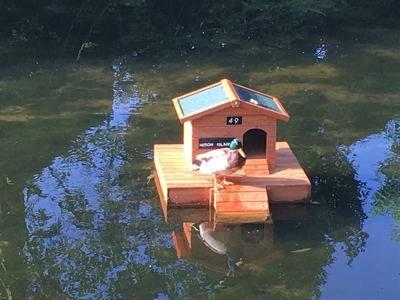 duck and duck house 2.jpg